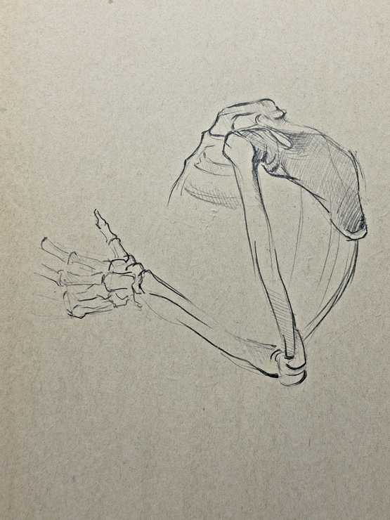 Anatomy Sketch