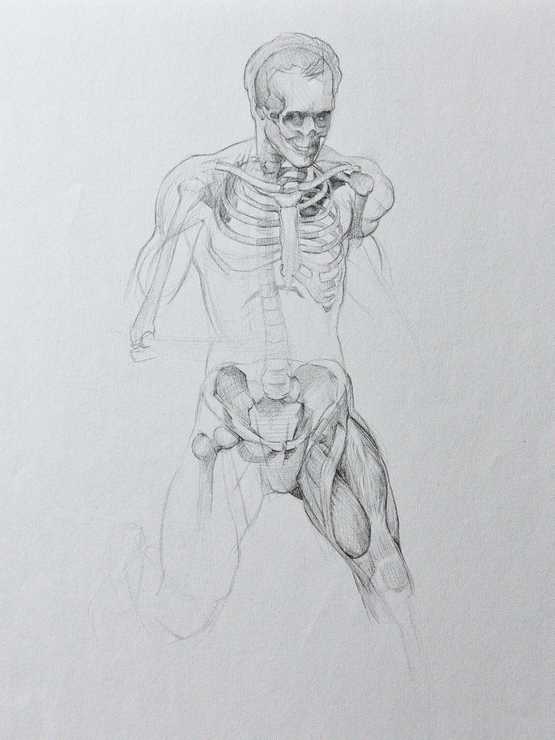 Anatomy Study