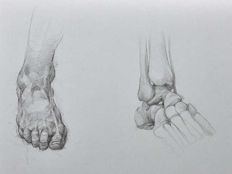 Anatomy Study